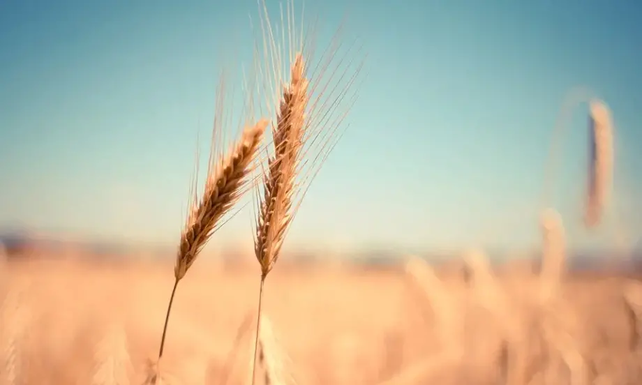 Цените на пшеницата тръгнаха нагоре - Tribune.bg