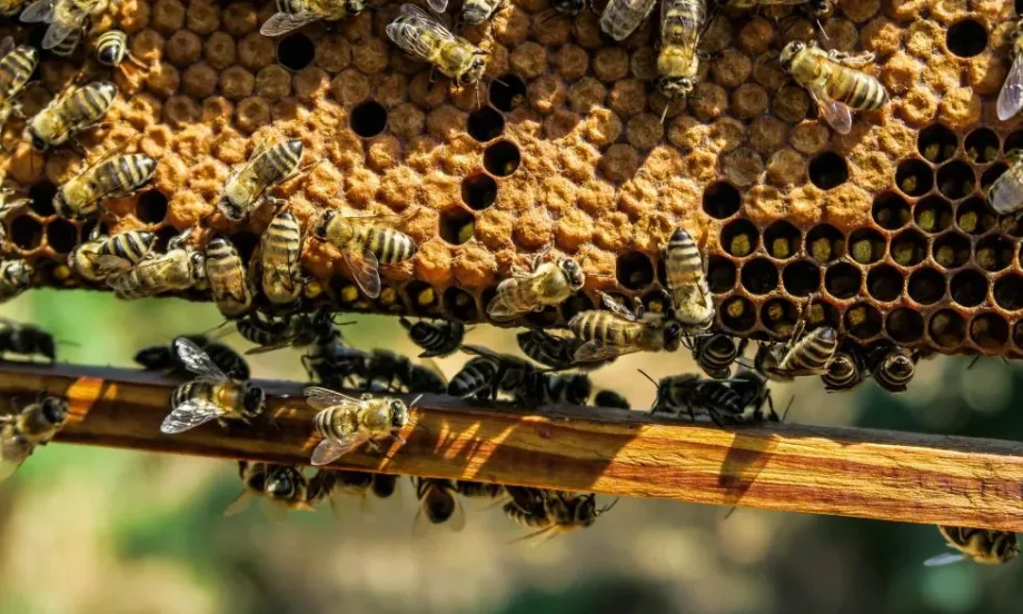 ДФЗ: 80 000 лв. е компенсацията за животновъди и пчелари, претърпели материални щети от природни бедствия - Tribune.bg