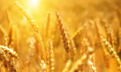Полша предлага украинското зърно да се разпределя равномерно в целия ЕС