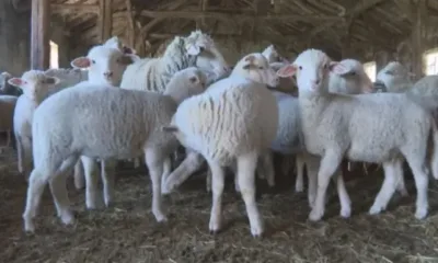 Фермер: У нас животновъдството умира - за Великден разчитаме на вносно агнешко