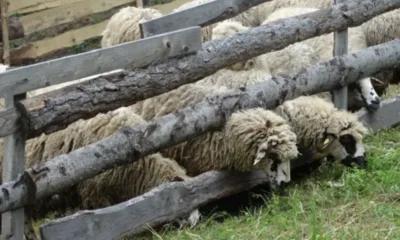 Овцевъдите отменят протеста си