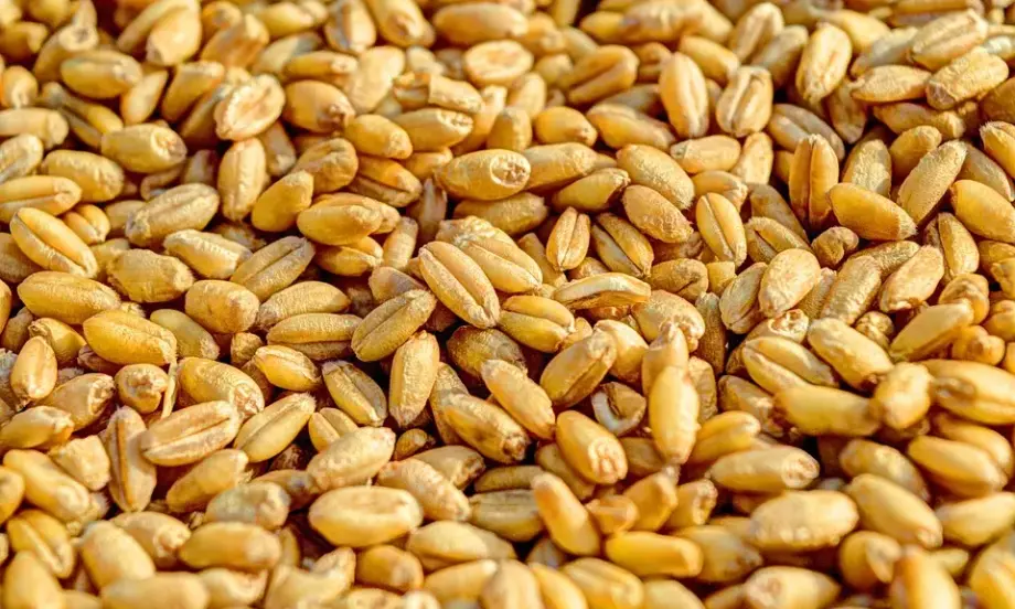 Ройтерс: Забраната за внос на зърно ще продължи за Румъния, Словакия и България - Tribune.bg