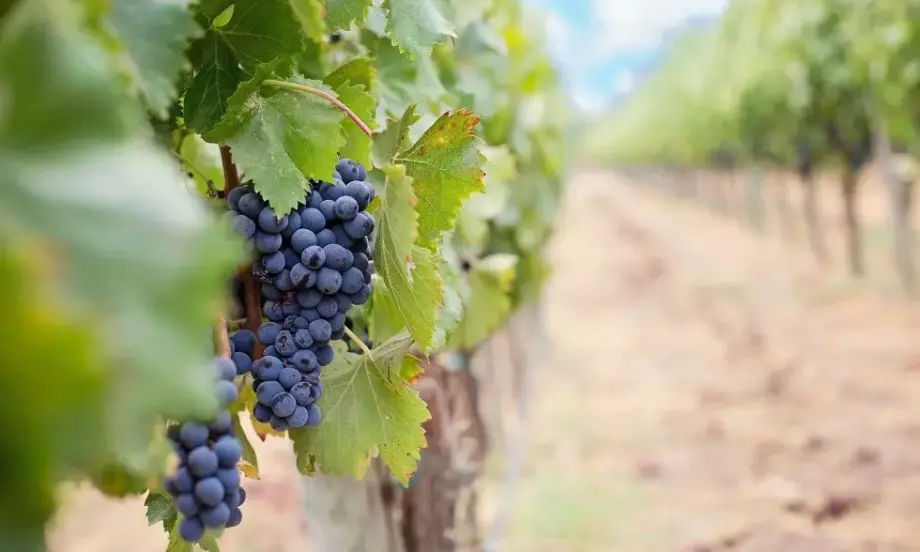 30% спад в добивите на грозде в Италия – бялото вино Просеко е заплашено от изчезване - Tribune.bg