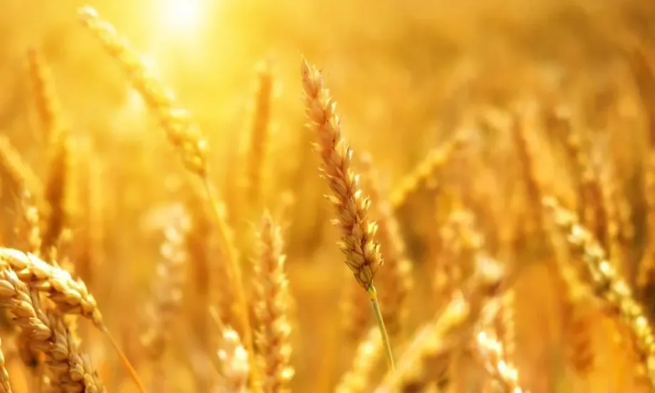 Полша предлага украинското зърно да се разпределя равномерно в целия ЕС - Tribune.bg