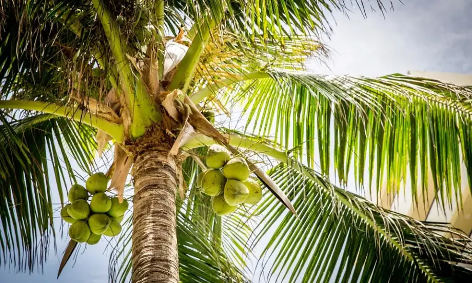 Фермерите в Индия настояват за застрахователна полица и за кокосови култури - Tribune.bg