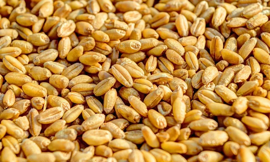Спад в цените на повечето основни зърнени стоки по световните борсови пазари - Tribune.bg