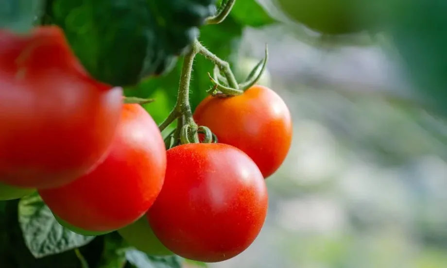 Прецедент: На пазара за Великден няма да има български домати - разчитаме изцяло на внос - Tribune.bg