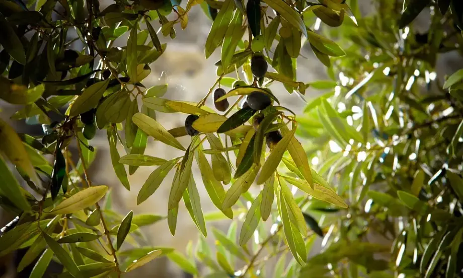 Драстично подобрение на реколтата от маслини, ще има ли спад на цената на зехтина? - Tribune.bg