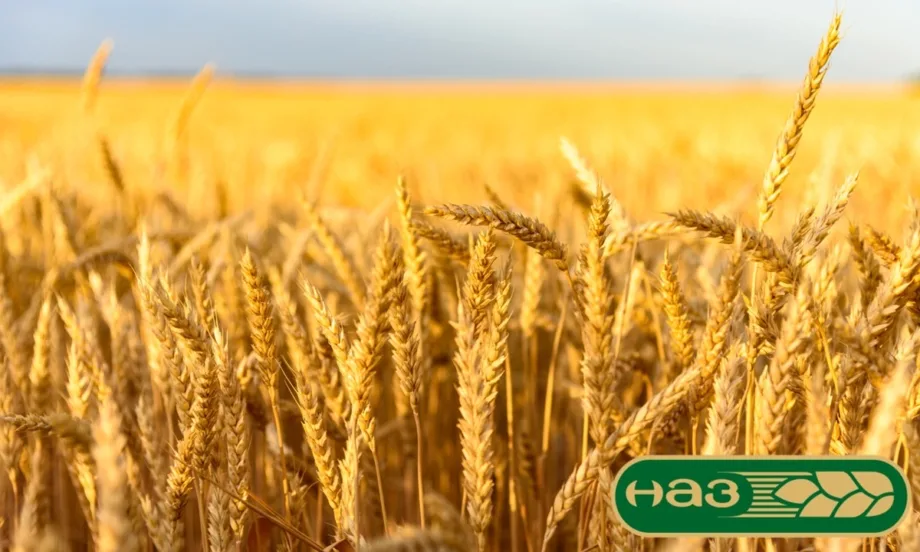 На среща с премиера: Зърнопроизводителите изложиха исканията си, които според тях ще стабилизират сектор Земеделие - Tribune.bg