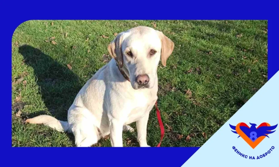 Феникс на доброто и 8888.bg поемат изцяло обучението на куче водач - Tribune.bg