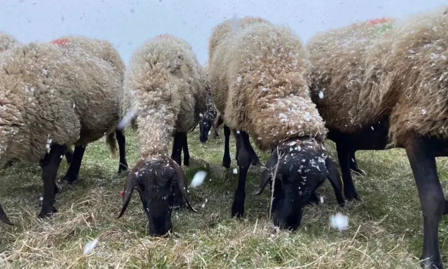 С цел намаляване на икономическите загуби: БАБХ забрани пазарите за живи животни - Tribune.bg