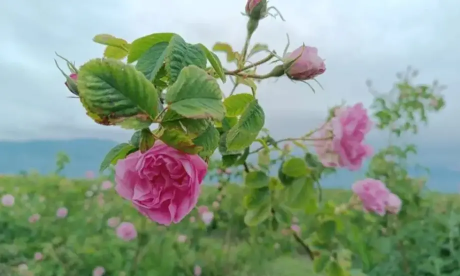 Успех за България: Съветът на ЕС реши - розовото масло не е опасна химична смес - Tribune.bg