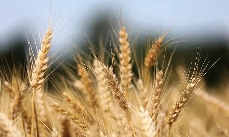 От Български фермерски съюз предлагат 8 промени в помощ на земеделския сектор - Tribune.bg