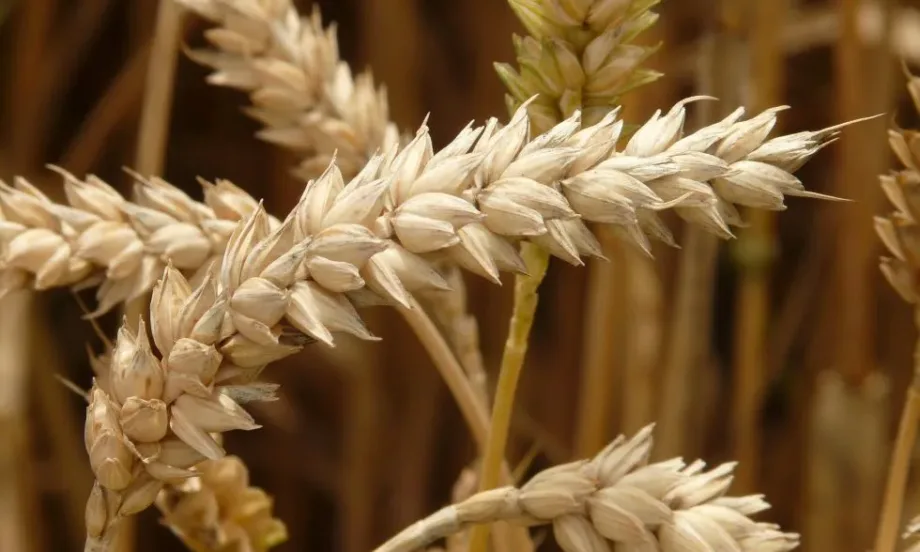 Цените на зърнените стоки остават почти без промяна - Tribune.bg