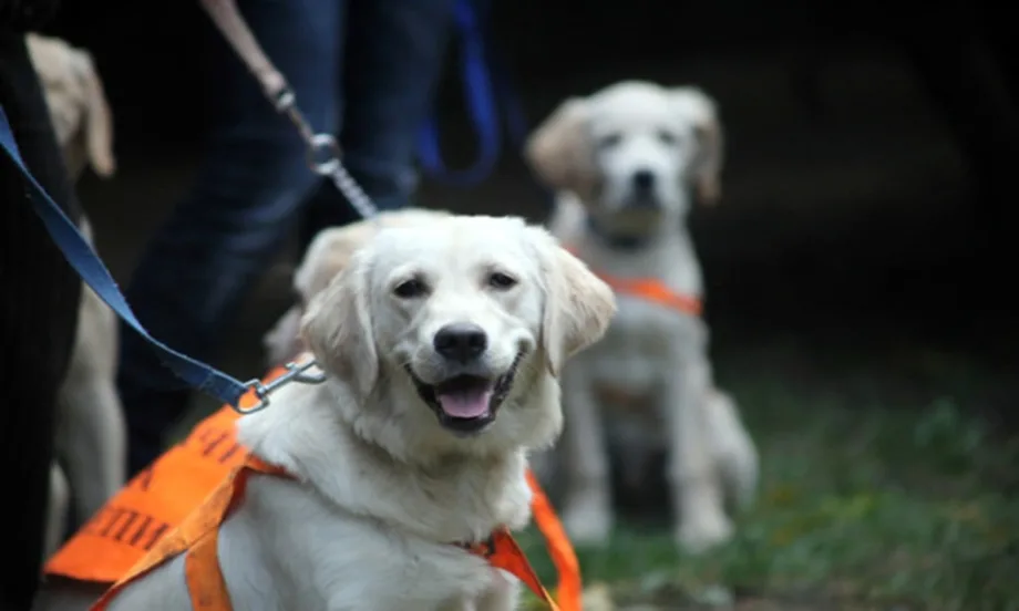Очи на 4 лапи - как незрящите в България се сдобиват с куче водач - Tribune.bg