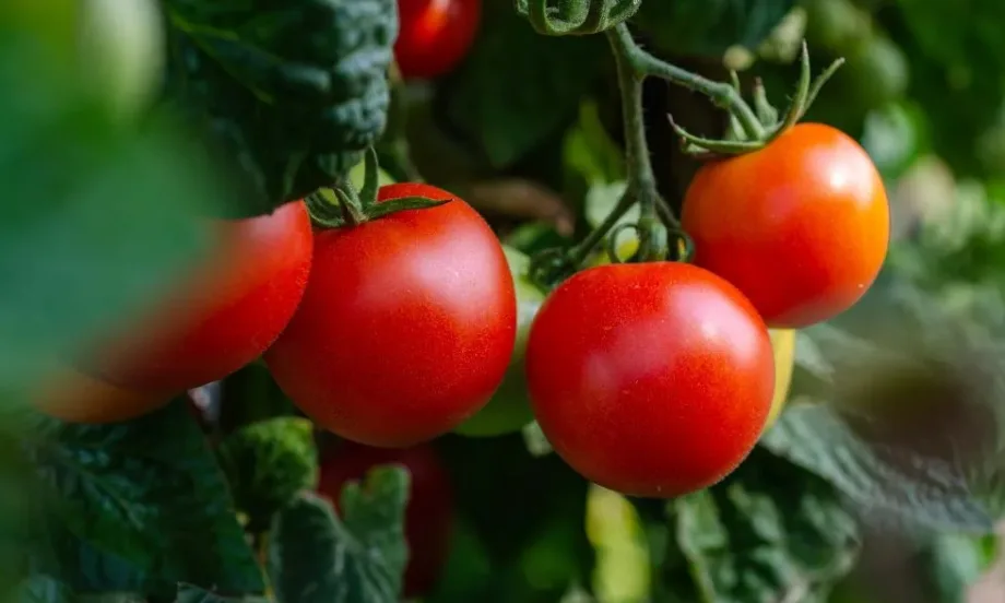 Очаквано: След забраната за износ на домати от Турция цените у нас скачат с до 40% - Tribune.bg