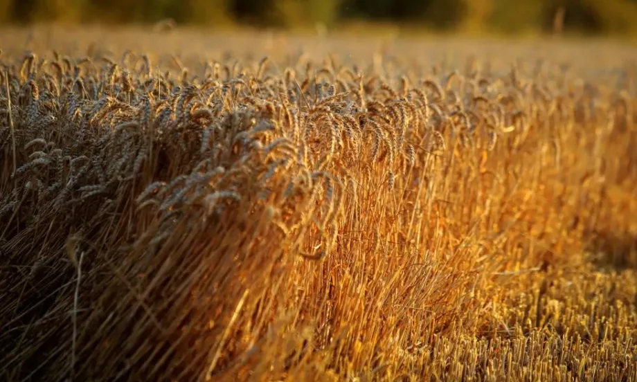 И Румъния ще търси споразумение с Украйна за решаване на зърнената криза - Tribune.bg