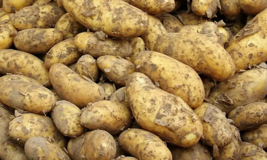 Дъждовете съсипаха тазгодишната реколта от картофи в Белгия - Tribune.bg