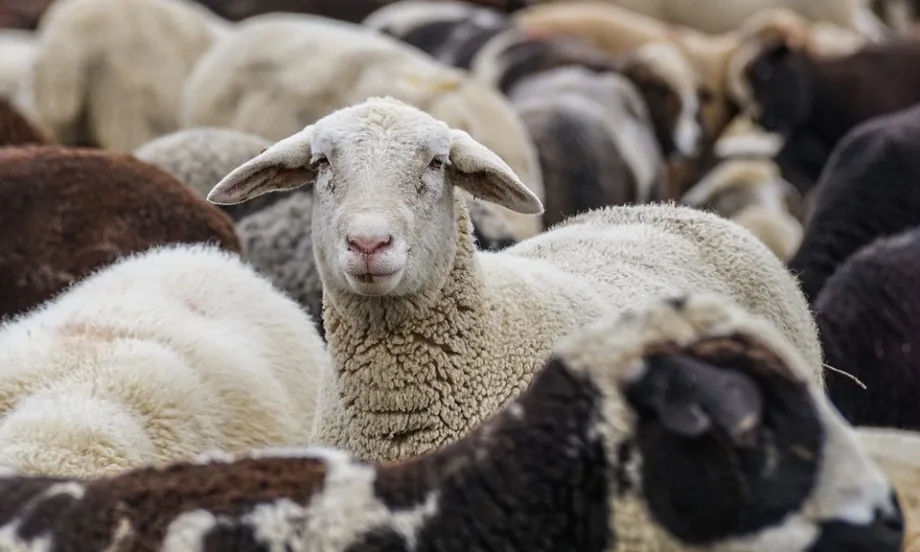 Съюзът на овцевъдите: Агнешкото месо излиза от фермите на 10 лв./кг - Tribune.bg