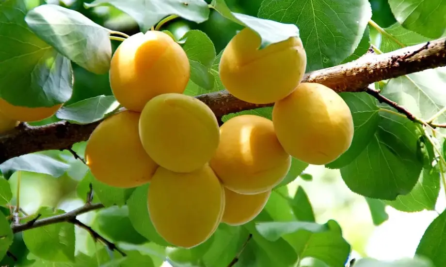 Овощарите алармират: Реколтата от плодове у нас е пред провал - Tribune.bg