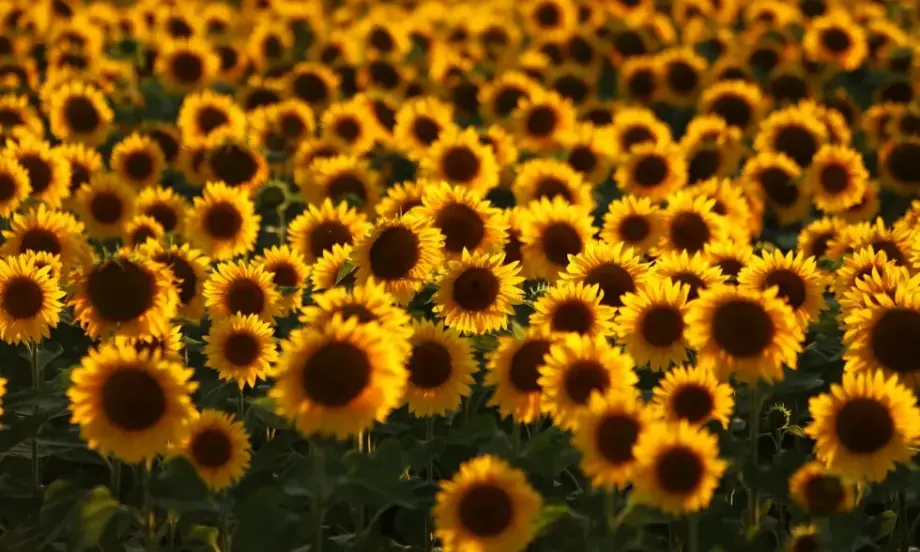 Близо 80 лв./ха е ще получат производителите на слънчоглед - Tribune.bg