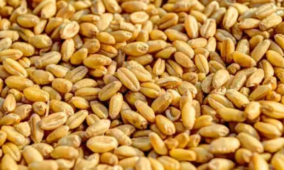 Ройтерс: Забраната за внос на зърно ще продължи за Румъния, Словакия и България