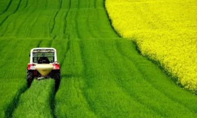 Жътва 2025: Добите са под обичайните нива, при рапицата загубата е около 50%