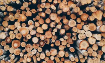 До 300 лв. струва кубик дърва за огрев без транспорт – цените ще продължат да растат