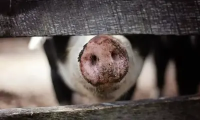Нова вълна: Свиневъди алармират за африканска чума по свинете