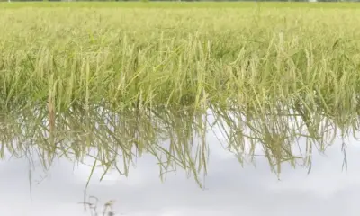 Проливни дъждове унищожават реколтата от пшеница в най-голямата китайска провинция точно преди жътвата