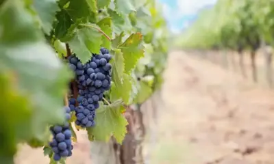 30% спад в добивите на грозде в Италия – бялото вино Просеко е заплашено от изчезване