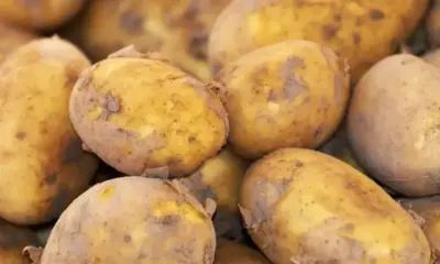 Българските картофи изчезват: Производителите искат допълнтелно подпомагане, заплашени са от фалит