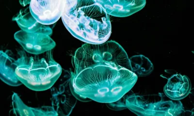 Нашествие на медузи: Френска АЕЦ спря реактори, мекотелите запушили охладителните ѝ филтри