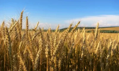 ООН: Поскъпват зърнените култури и храни