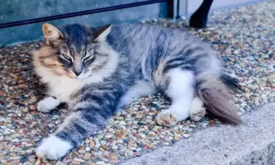 Японско приложение открива дали котките изпитват болка