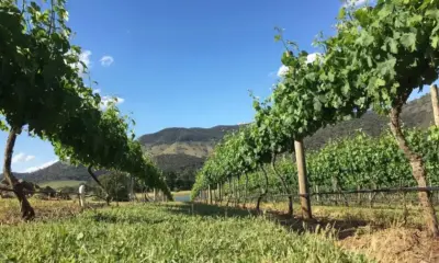 Свръх производство на вино: Австралийски фермери изкореняват лозя