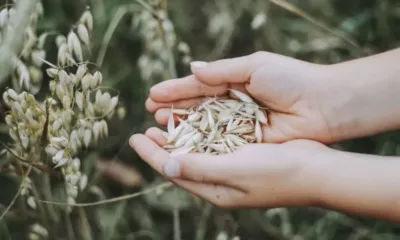 Какво се случва на световните пазари за зърно, с кого търгува Египет?