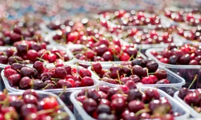 Цена на едро: Оранжерийните череши удариха 50 лв./кг