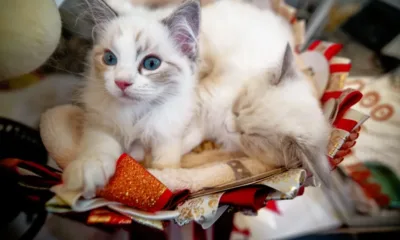 Находчив бизнесмен: С грижи за домашни котки китаец спечели 21 000 евро за 20 дни