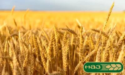 На среща с премиера: Зърнопроизводителите изложиха исканията си, които според тях ще стабилизират сектор Земеделие