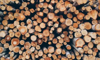 Китай възобновява вноса на дървен материал от Австралия