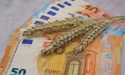 Цените на пшеницата по световните борси се движат разнопосочно