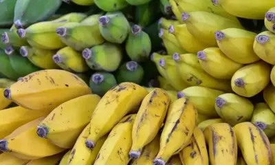 Зараза по банановите дървета вдига цената на плодовете в световен мащаб
