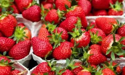 Слаба реколта и висока цена на ягодите тази година