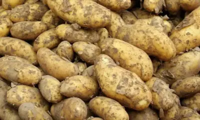 Дъждовете съсипаха тазгодишната реколта от картофи в Белгия