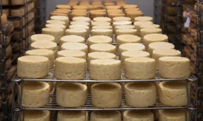 Млекопреработвател: От мандрата сиренето излиза на 13 лв./кг с ДДС