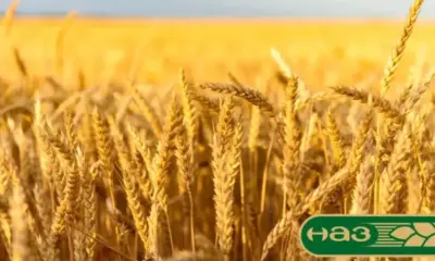 НАЗ: Спирането на забраната за внос от Украйна ще е фаталният край на родното земеделие