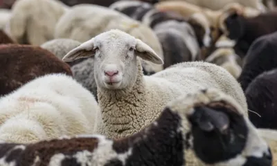 Съюзът на овцевъдите: Агнешкото месо излиза от фермите на 10 лв./кг