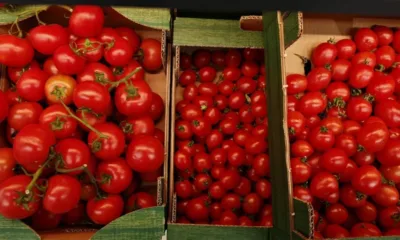 Очаква се производството на домати в ЕС да падне с 2,6% през 2025 г.