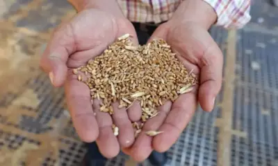 Български фермерски съюз: Пазарът на българско зърно тотално замря